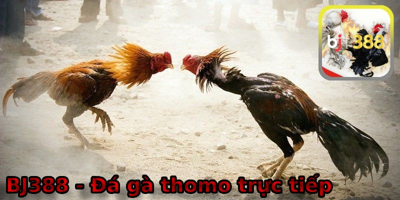 Đá gà thomo trực tiếp