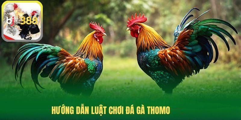 Luật chơi của đá gà Thomo