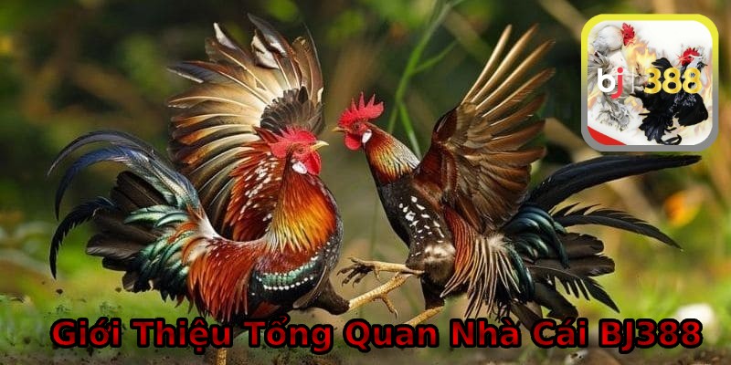 Tổng quan nhà cái uy tín BJ388