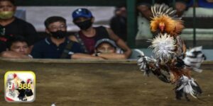 Đá gà truyền thống –  Sân chơi được nhiều kê thủ lựa chọn